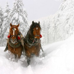 Haus Katja in Wagrain, Winterurlaub im Salzburger Land